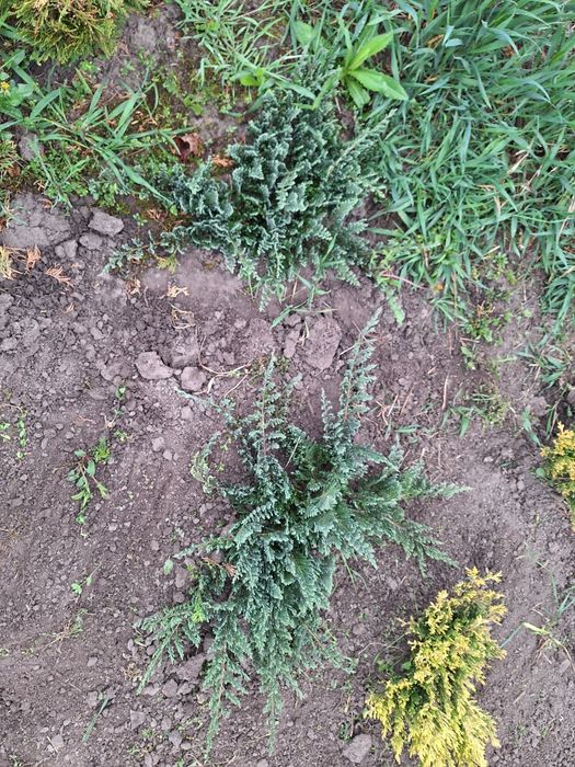 Ялівці Блю чип (можжевельник)