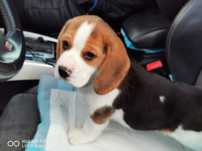 Beagle śliczna suczka