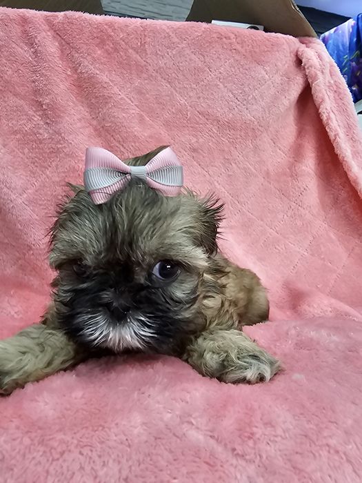 Sprzedam Shih tzu