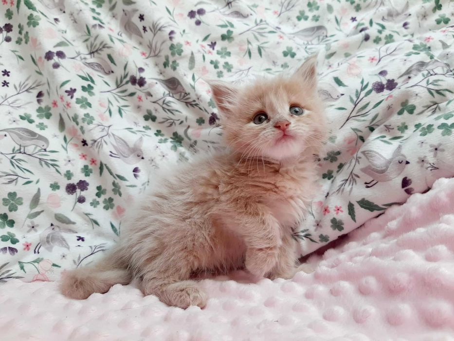 Maine Coon białe i kolorowe kocięta FPL FIFe Kraków ZAPOWIEDŹ MIOTU