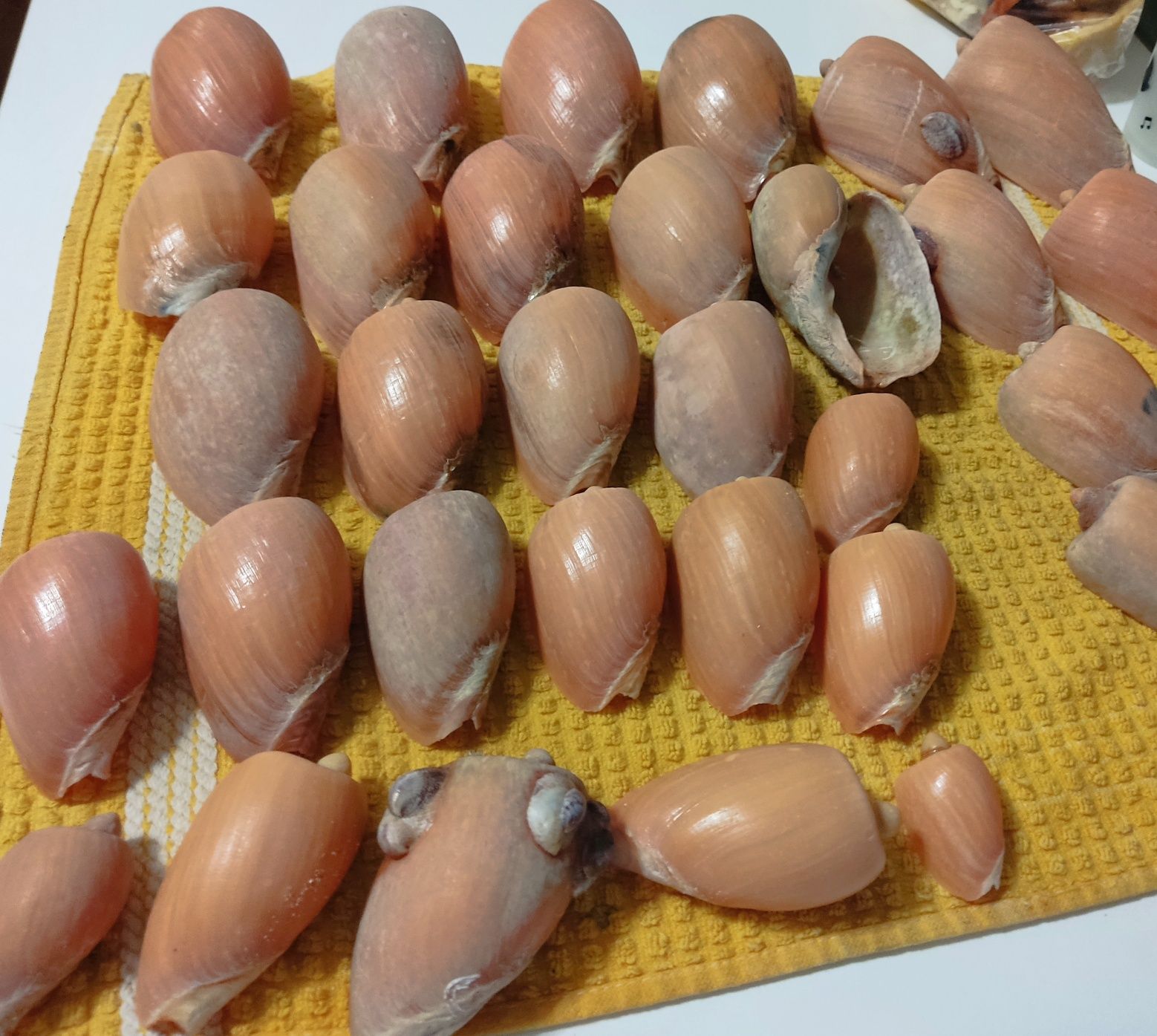 Conchas naturais da costa portuguesa