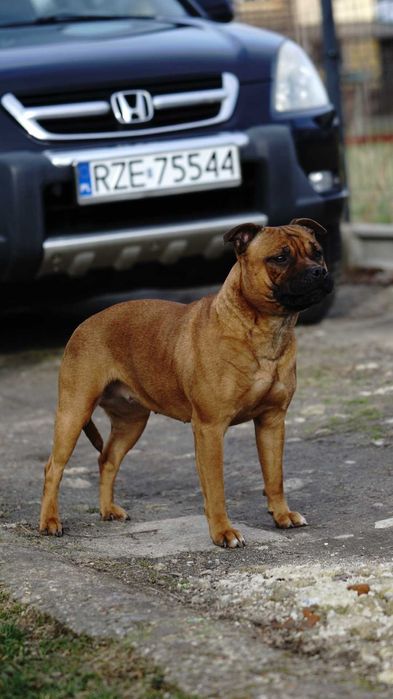 Staffordshire bull terrier staffik sbt zapowiedź