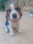 Beagle, szczeniaki, psy rasowe