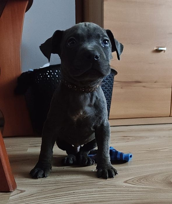 Amstaff Chłopiec Gotowy na zmianę domu ‼️