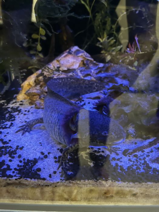 3 axolotes para venda (Ler descricao, preco individual