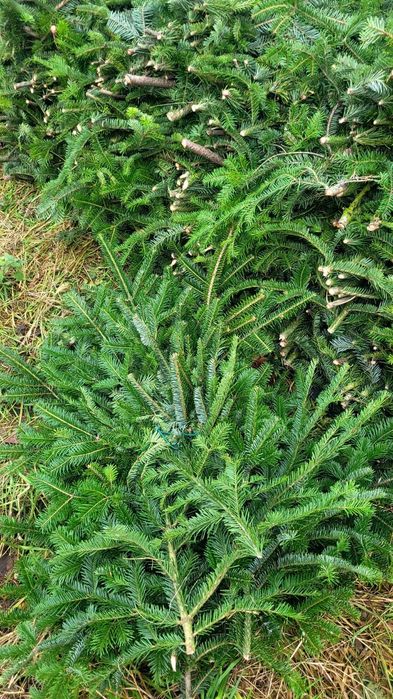 Zestaw gałązek 15-90cm