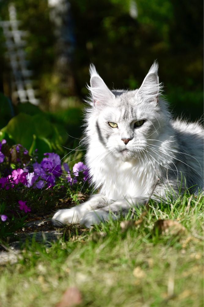 Hodowla kotów rasy maine coon, rodowód FPL