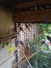 Papugi faliste kolorowe