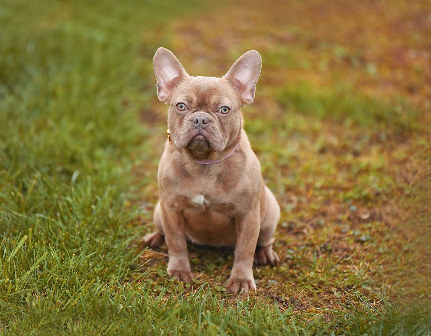 Buldog francuski-8 miesieczna suczka w rzadkim kolorze.Mini