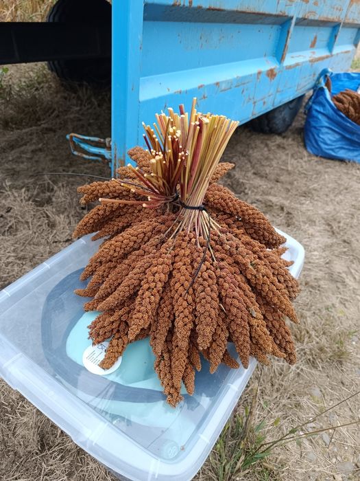 Sprzedam proso senegalskie czerwone 5kg zbiór 2025 piękne kłosy