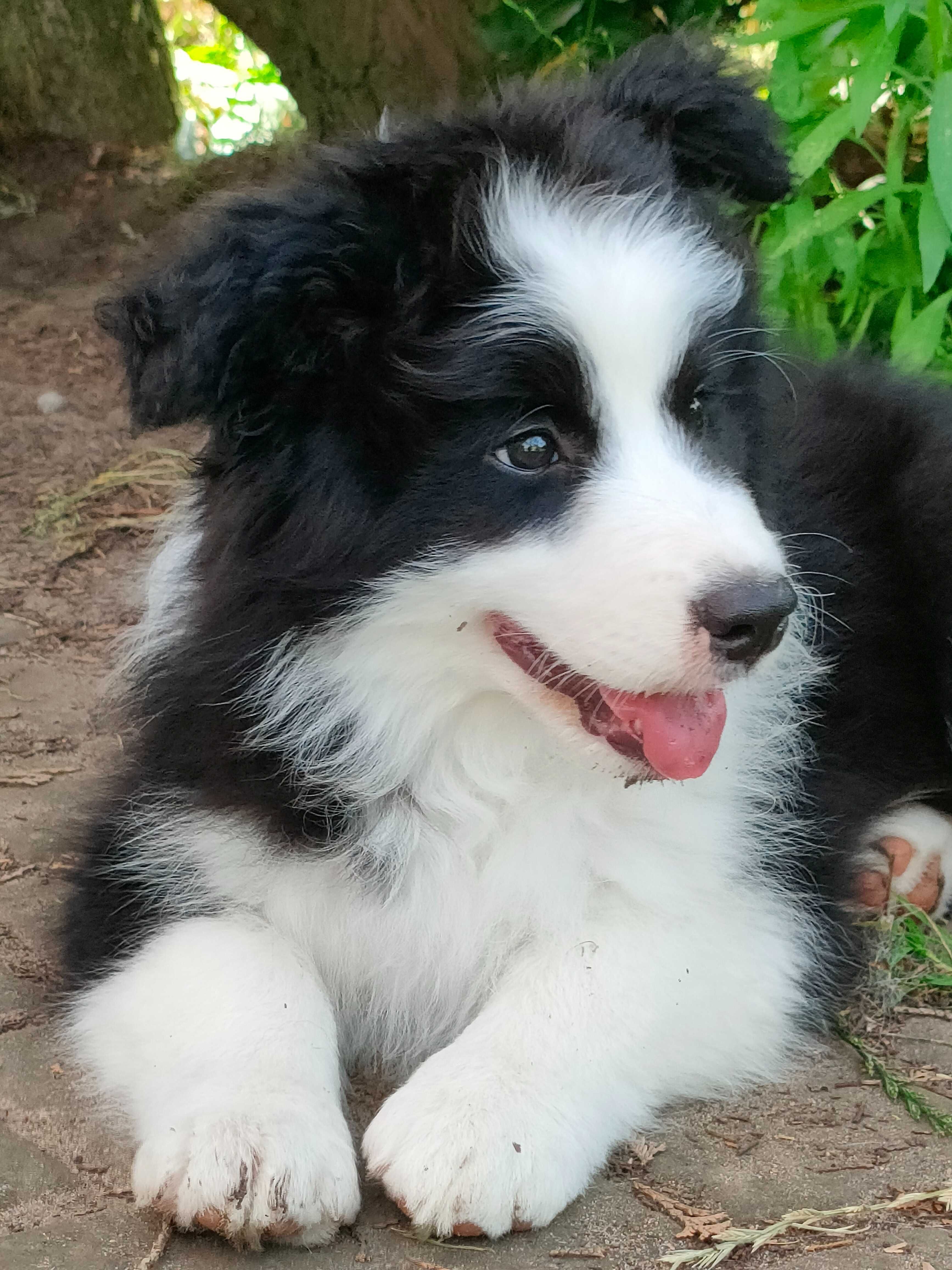Border Collie - piesek ZKwP/FCI