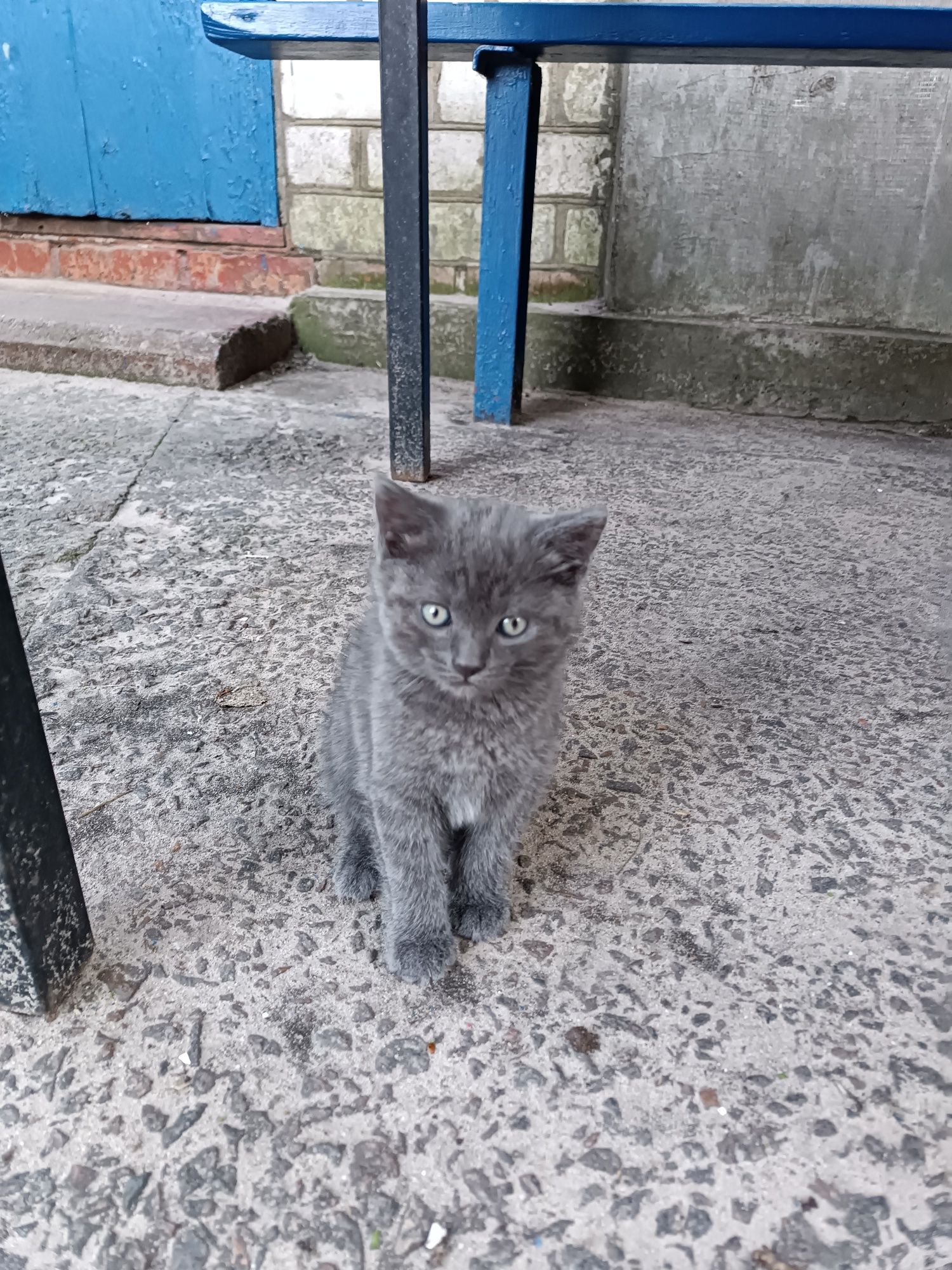 Кошения 1.5 місяці дічинка
