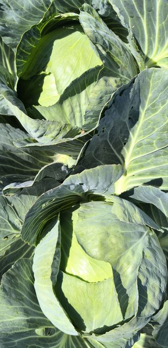 Капуста Агрессор