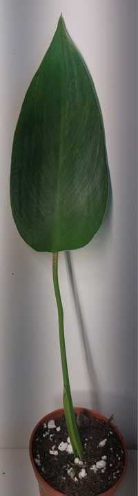 Philodendron jose bueno