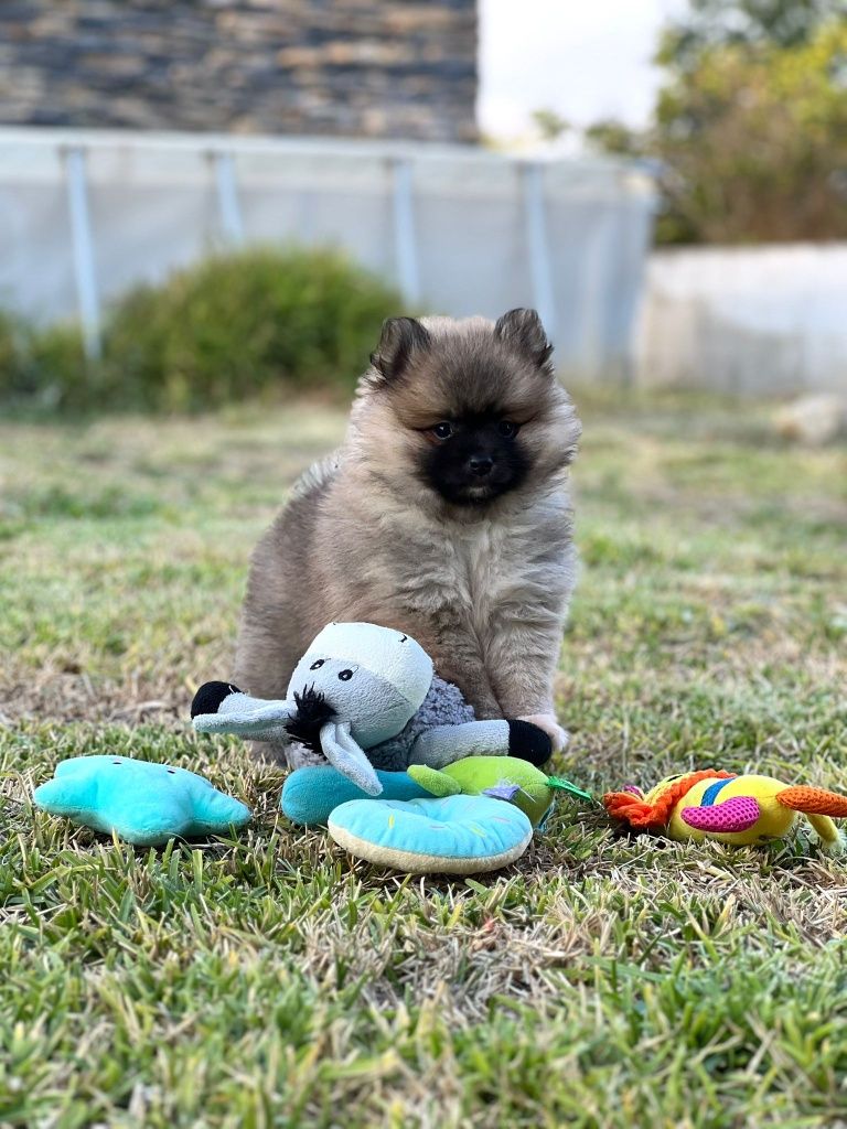 Lulu da Pomerânia  menino Miniatura