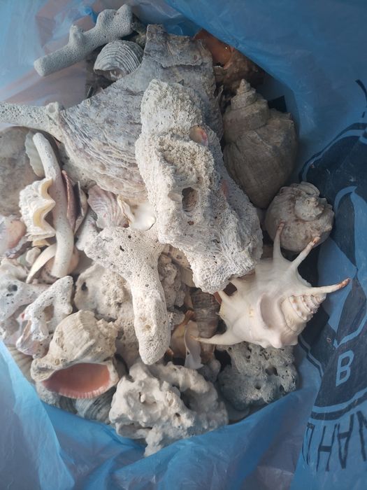 Корали та ракушки