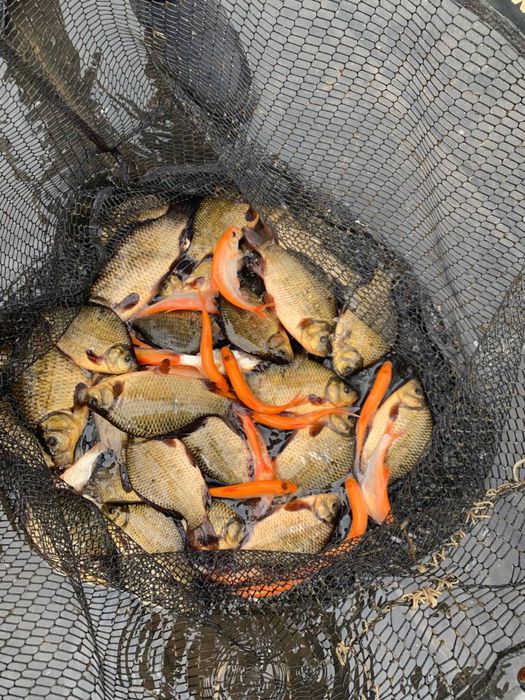 Karp Królewski,Karp