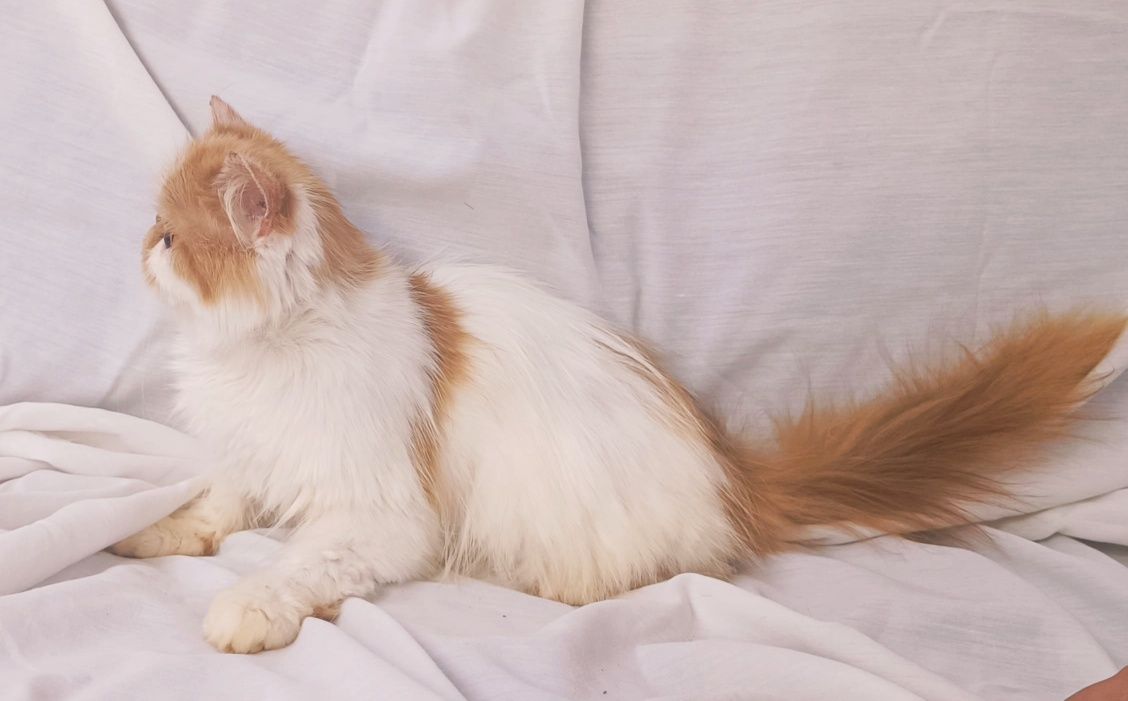 Vendo gata fêmea Persa