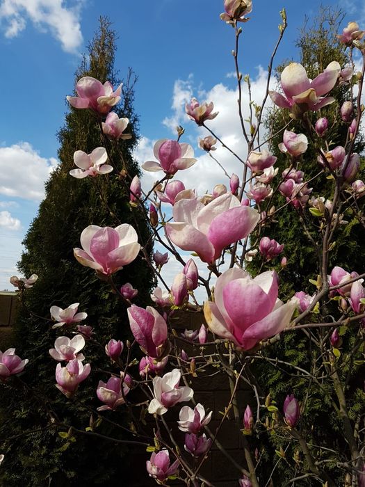 Саджанці магнолії Суланжа