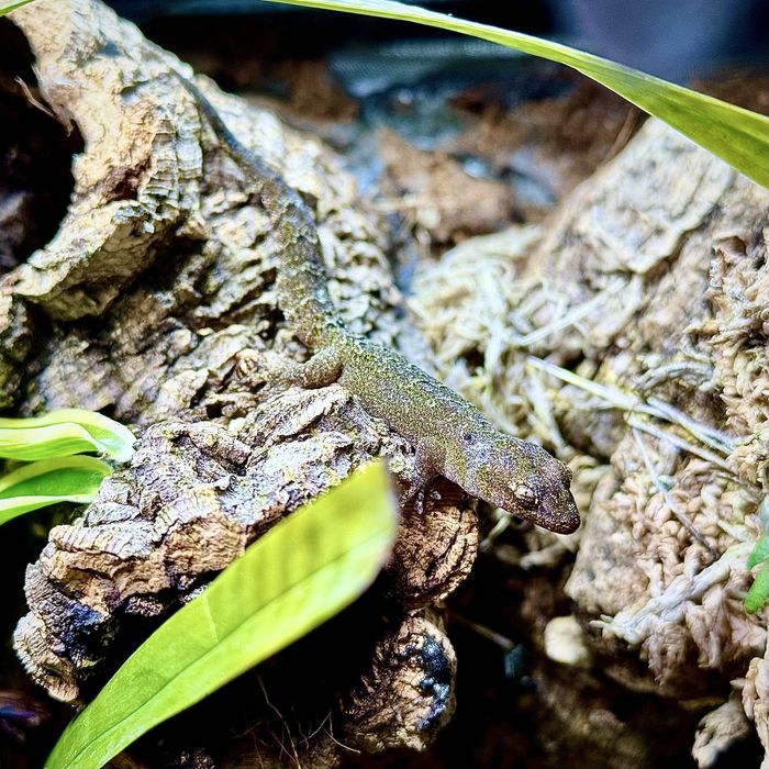 Gekony płaczące - młode i podrostki