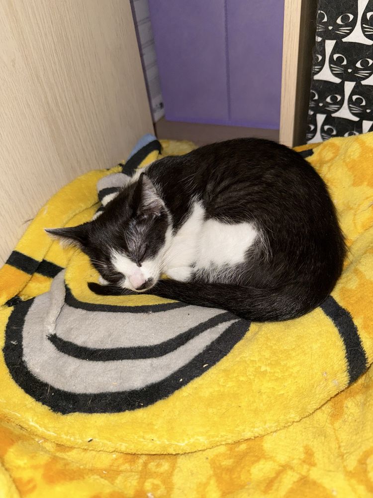 Malutka kotka Gapa do adopcji
