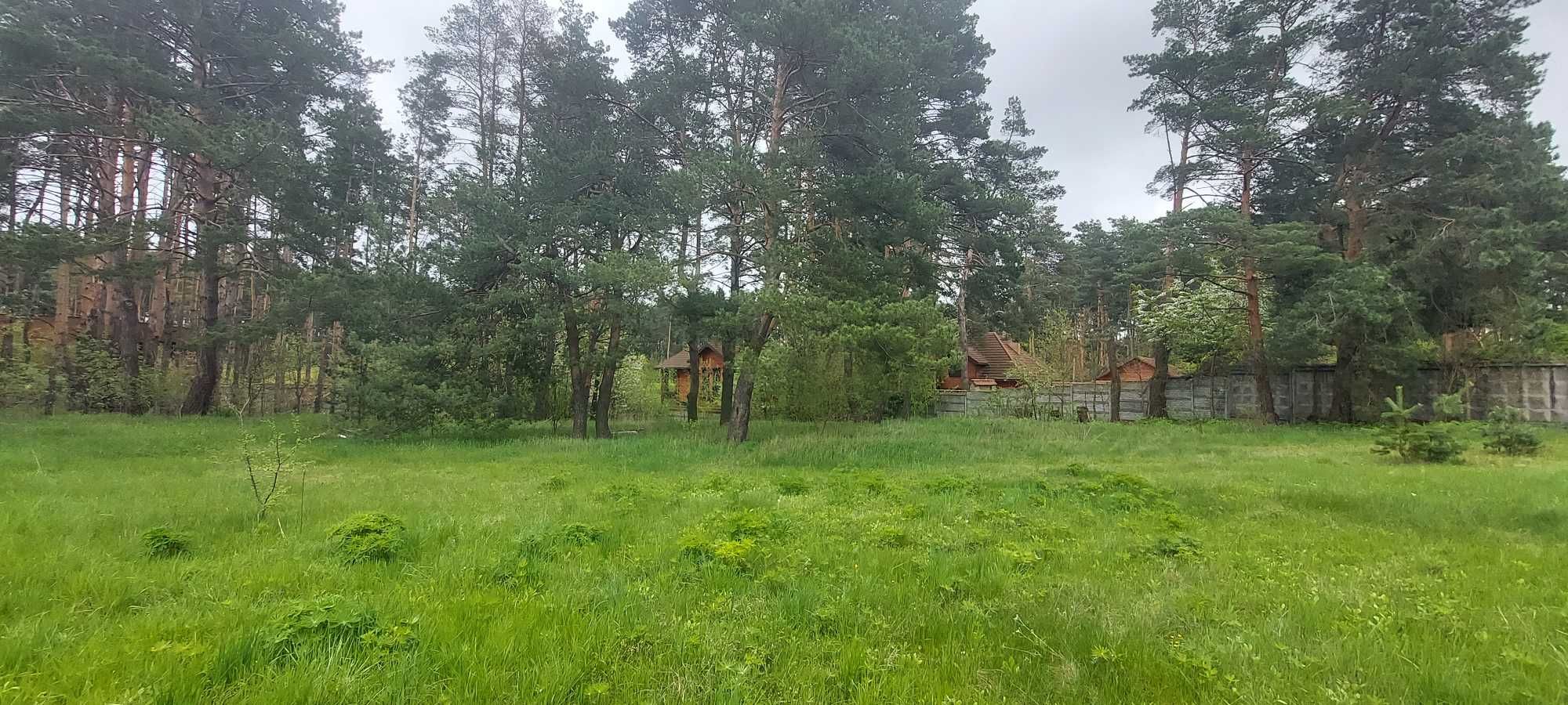 Продається З.Д.з будинком із шматочком власного соснового лісу
