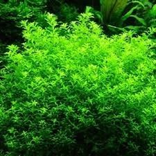 Plantas para aquário