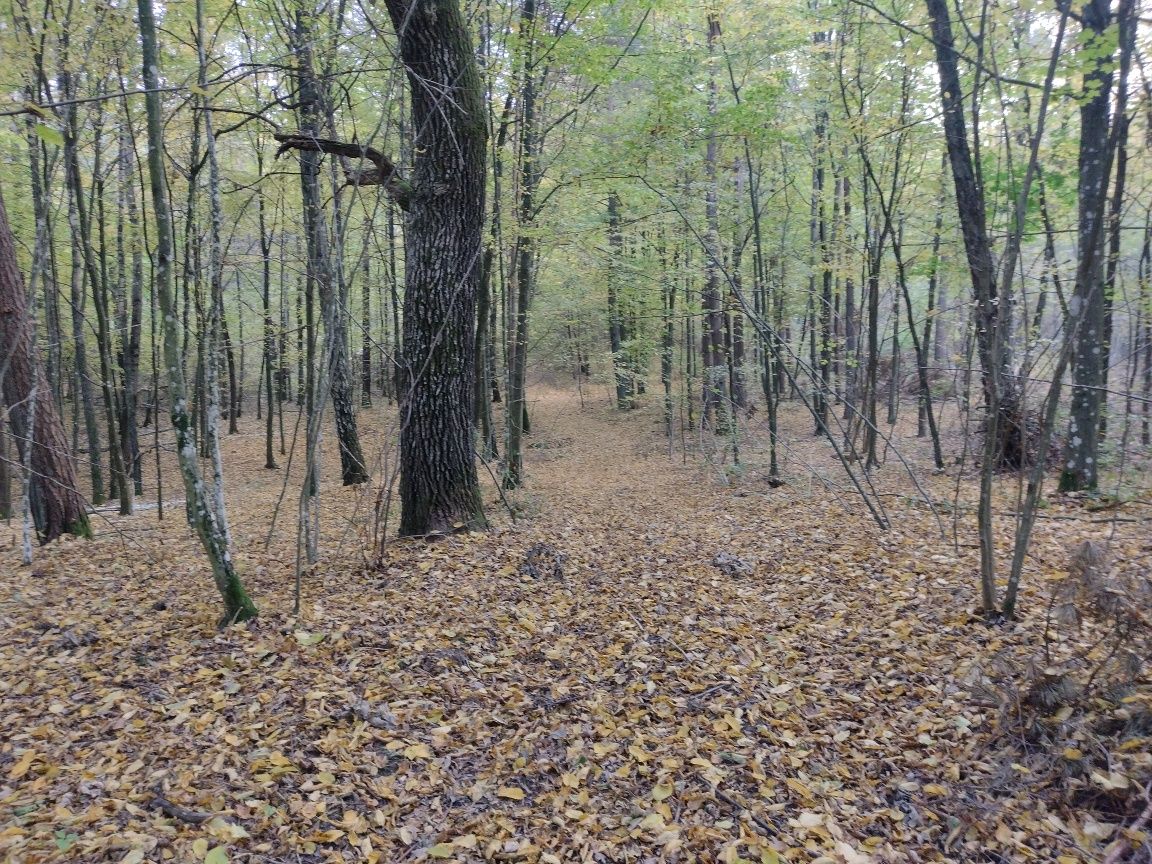 Bardzo ładna działka leśna na wzniesieniu z widokiem Podlasie 0.9ha