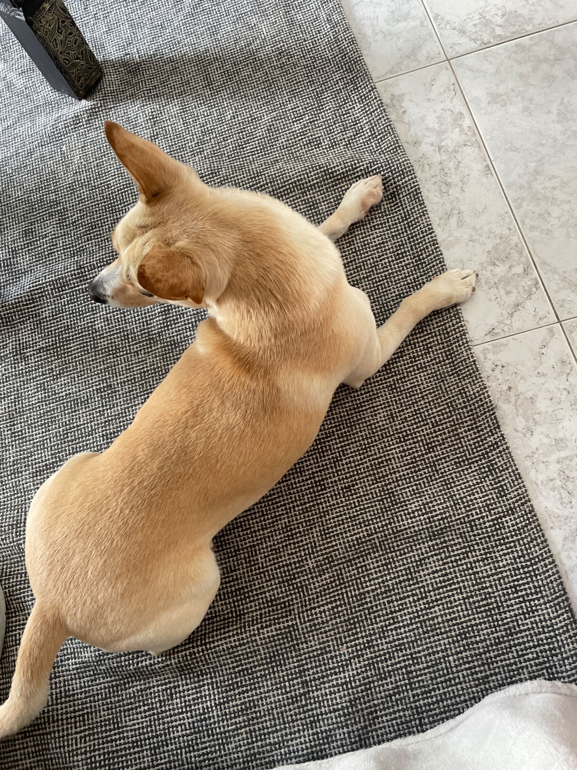 Pet sitting Almada/Seixal