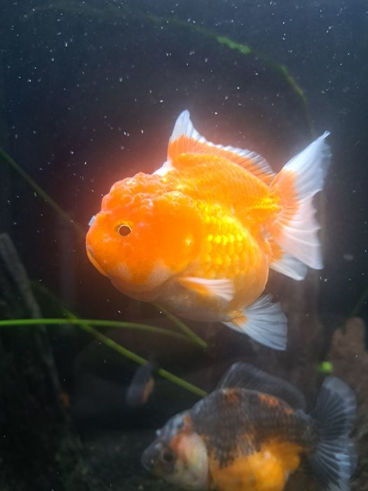 Welon Oranda red white