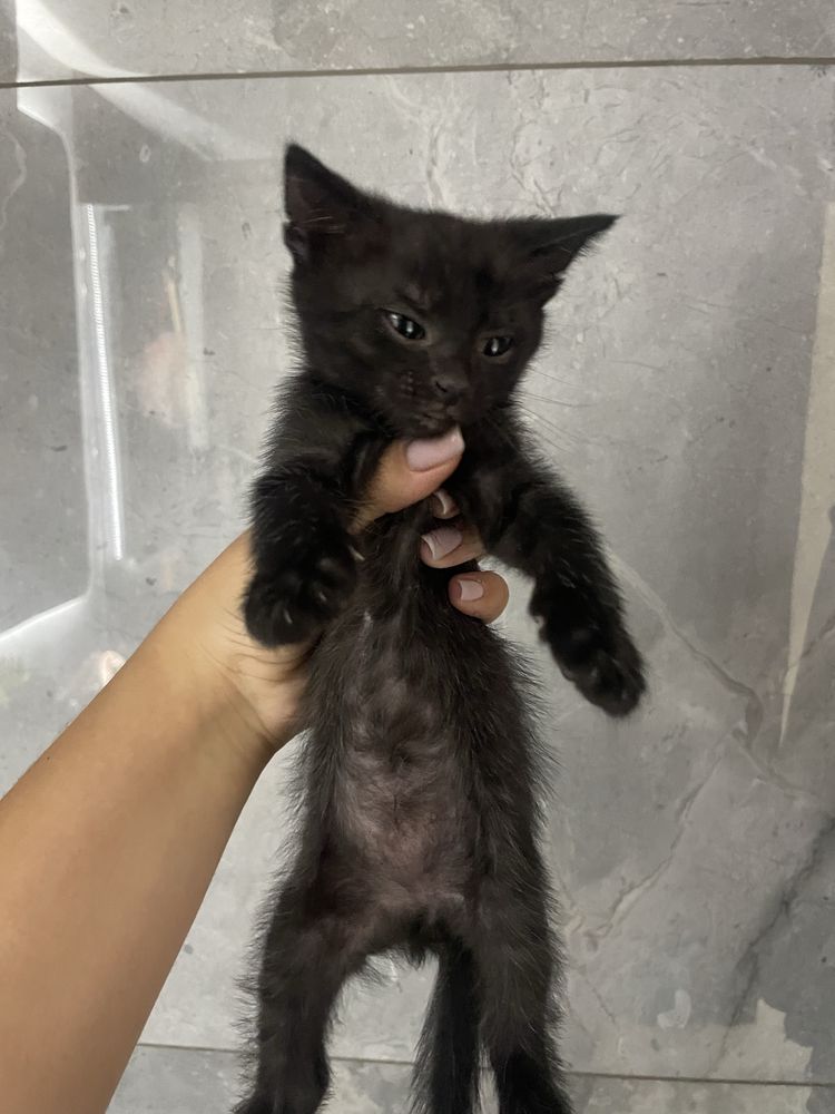Котята безкоштовно