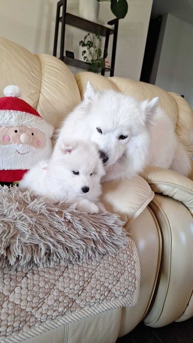 Szczeniak samoyed suczka