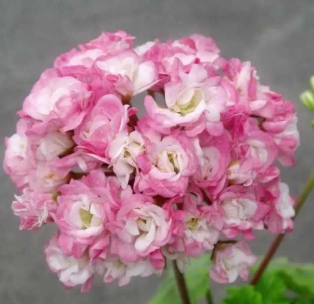 Розебудна пеларгония є різні