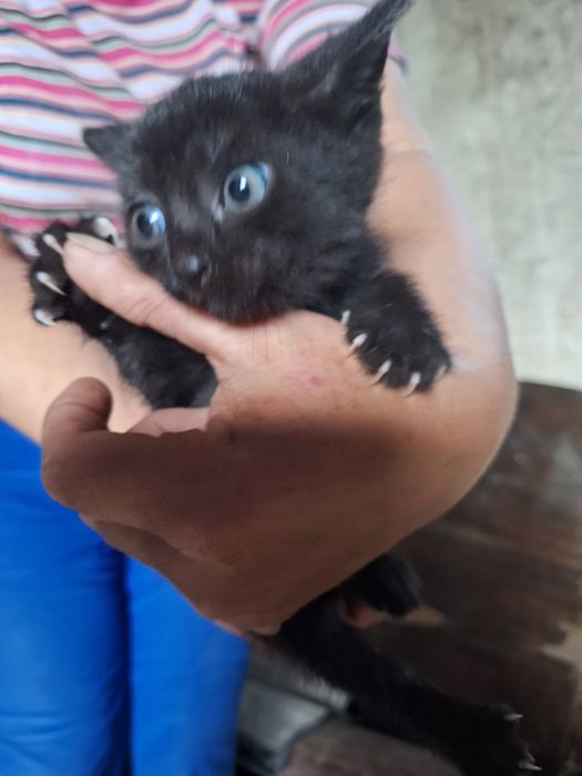 Oddam kotki za darmo