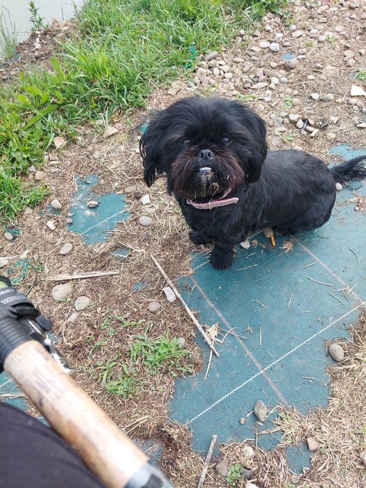 Śliczny szczeniak chlopiec