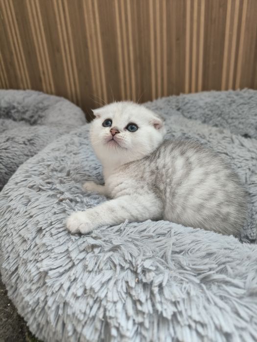 Шотландські висловухі кошенята
