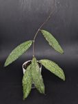 Hoya Clemensiorum sp Aceh