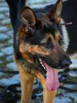 Ares Owczarek Niemiecki kochający ludzi do adopcji