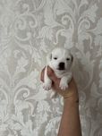 Маленька білосніжна краса