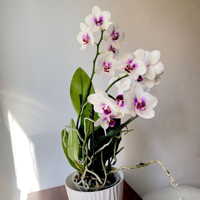 Sprzedaż storczyków