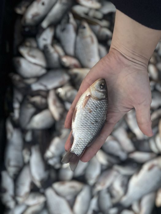 Карась на живця,карась