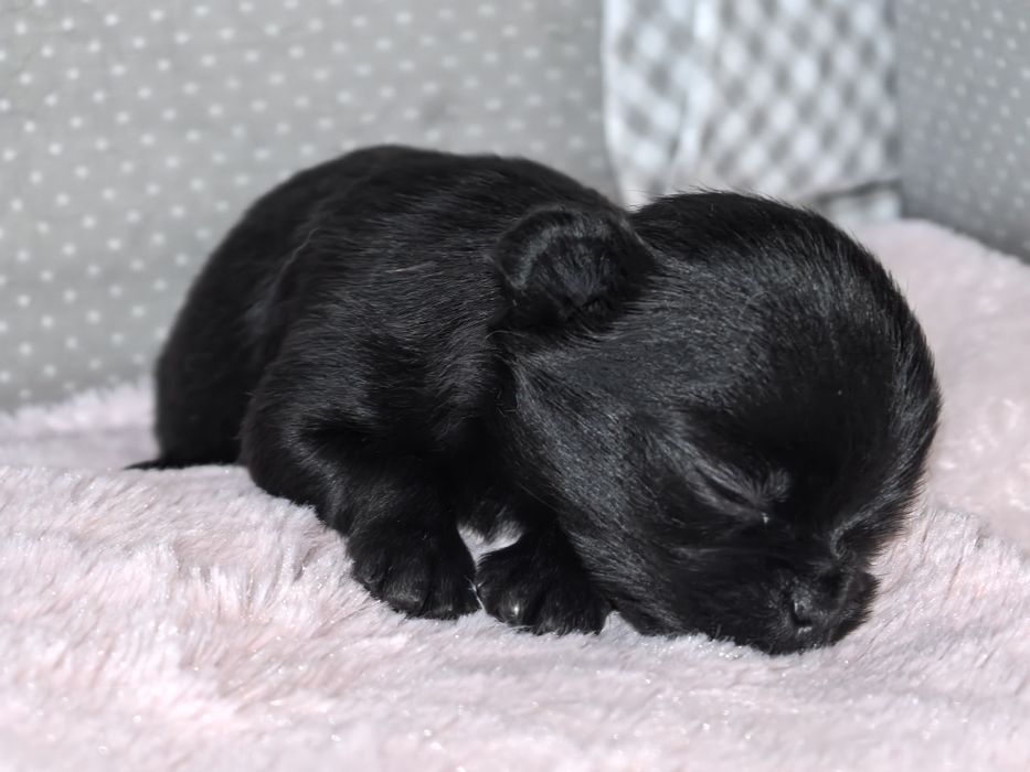 Chihuahua długowłosy ZKwP/FCI