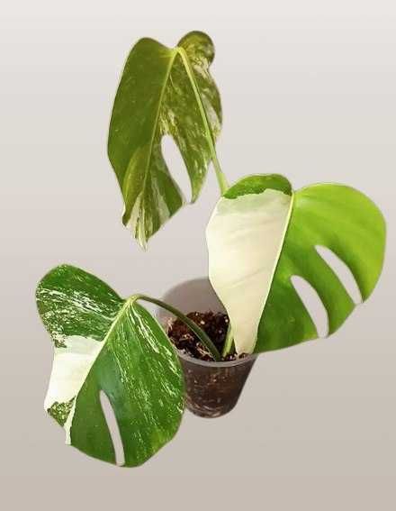 Монстера вариегатная альба