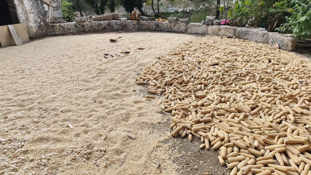 Milho branco para farinha