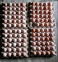 Яйце для інкубації Брами білої