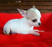 Suczka chihuahua