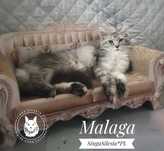 Niebieska srebrzysta pręgowana Malaga, kotka Maine Coon