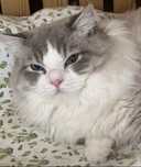 Kocurek ragdoll niebieski bicolour