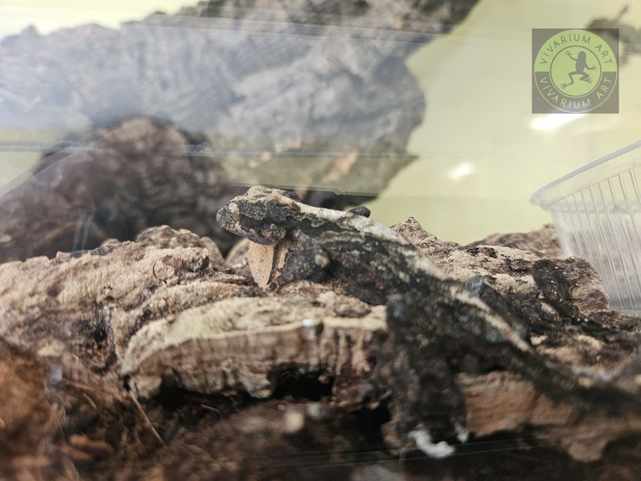 Promocja Gekon fałdoskóry, Gekko Kuhli dużo sztuk