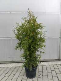 Thuja occidentalis Brabant Co10 litrów (120 - 140cm)